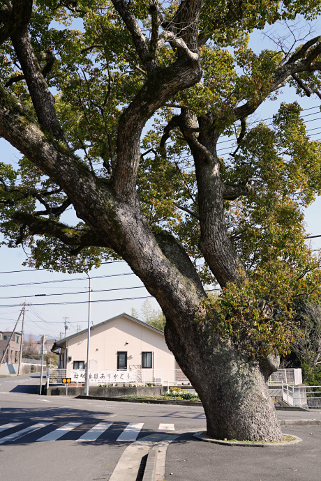 旧辻小学校前のクスノキ