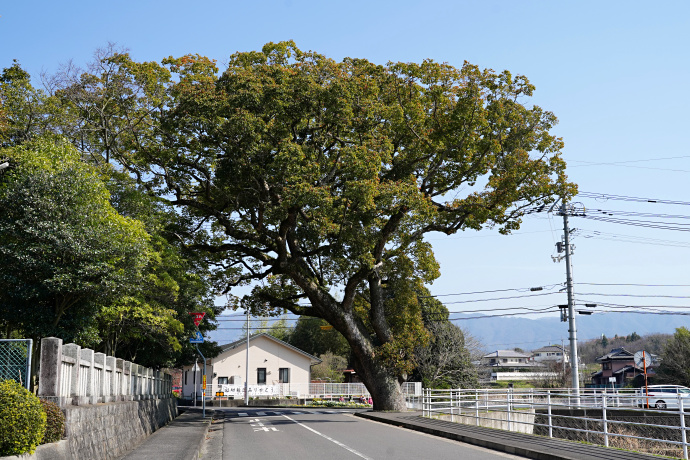 旧辻小学校前のクスノキ