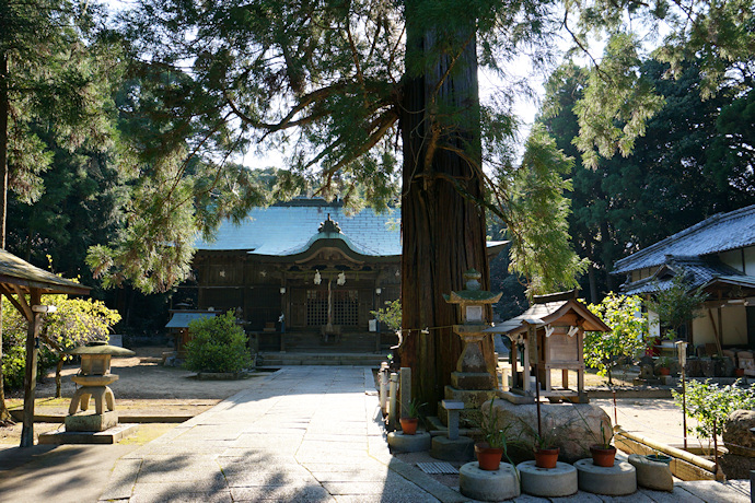 水主神社社殿といのりの杉