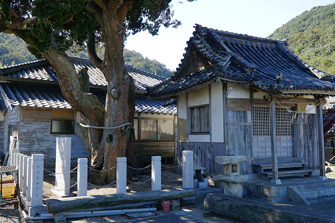 室浜大明神のシンパク