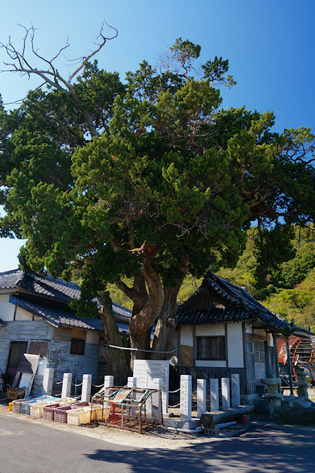 室浜大明神のシンパク