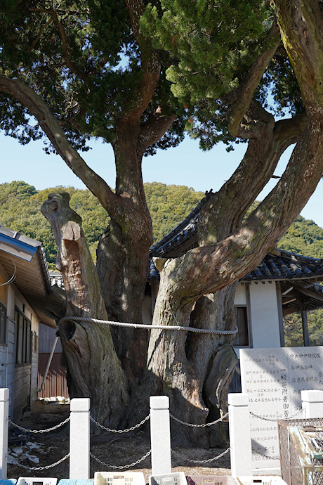 室浜大明神のシンパク