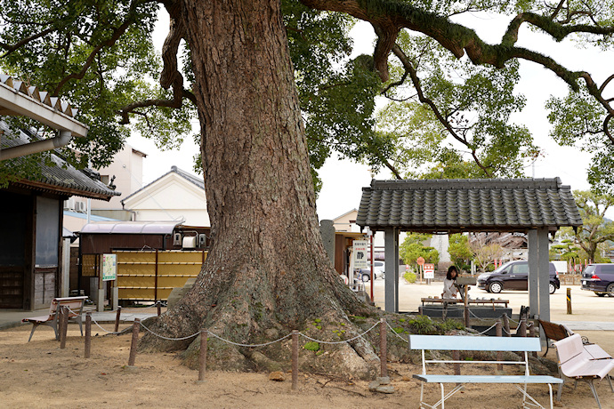 長尾寺のクスノキ