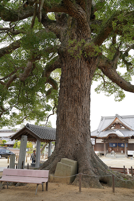 長尾寺のクスノキ