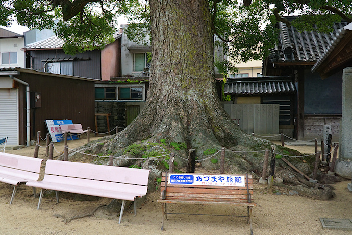 長尾寺のクスノキ