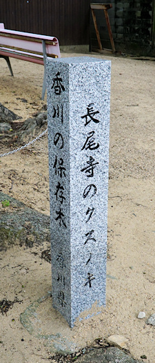 長尾寺のクスノキ　香川の保存木石碑
