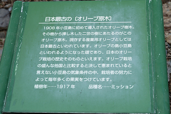 日本最古の「オリーブ原木」　説明板