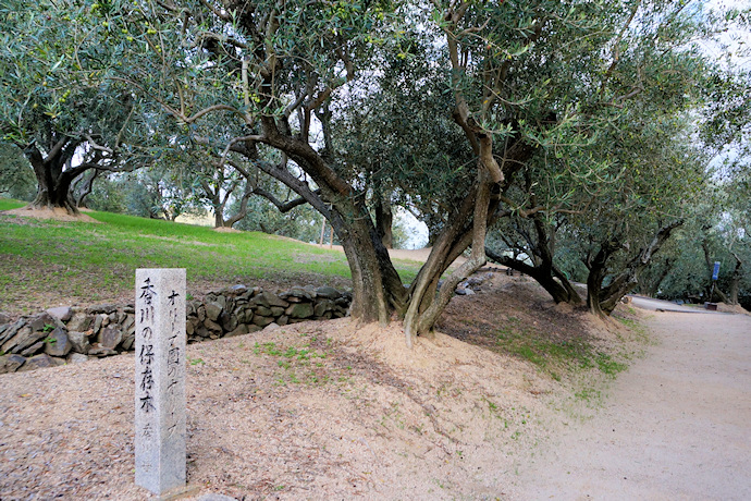 香川の保存木　オリーブ園のオリーブ
