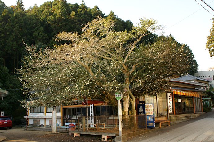 大窪寺のサザンカ