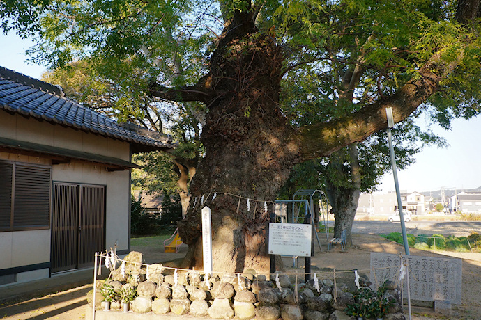 王子神社のセンダン