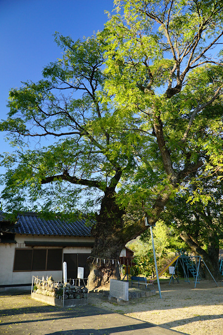 王子神社のセンダン