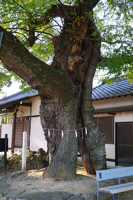 王子神社のセンダン