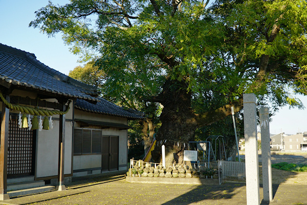 王子神社社殿とセンダン