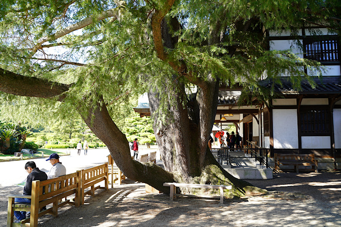 栗林公園のヒマラヤスギ