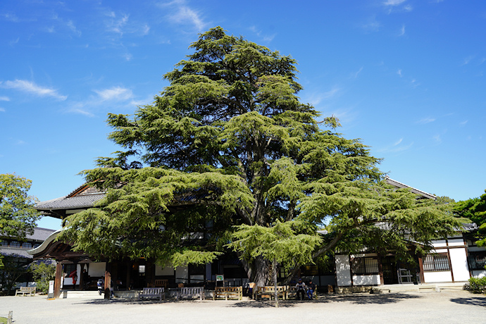 栗林公園のヒマラヤスギ