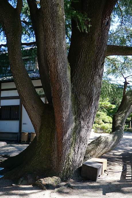 栗林公園のヒマラヤスギ