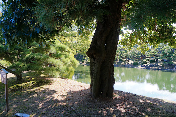 栗林公園の根上りカシ