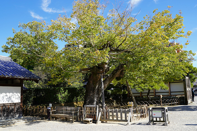 栗林公園のムクノキ