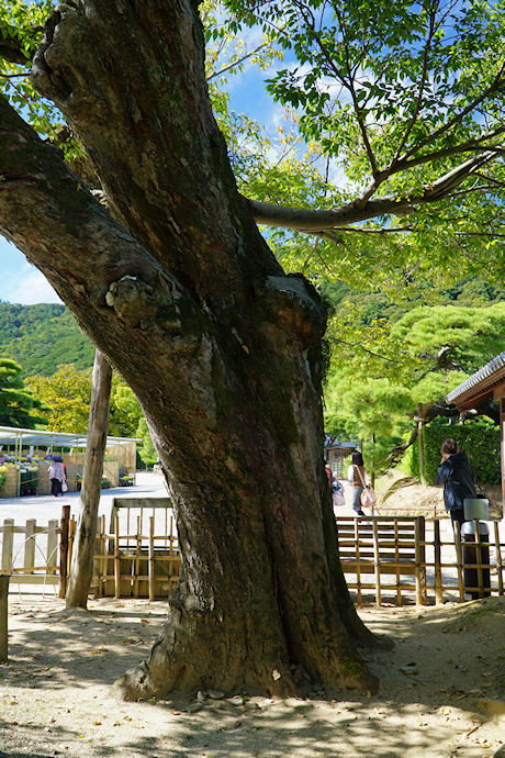 栗林公園のムクノキ