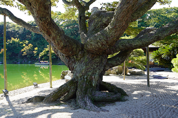 栗林公園の根上り五葉松