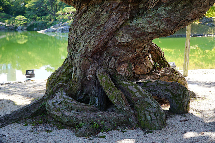 栗林公園の根上り五葉松