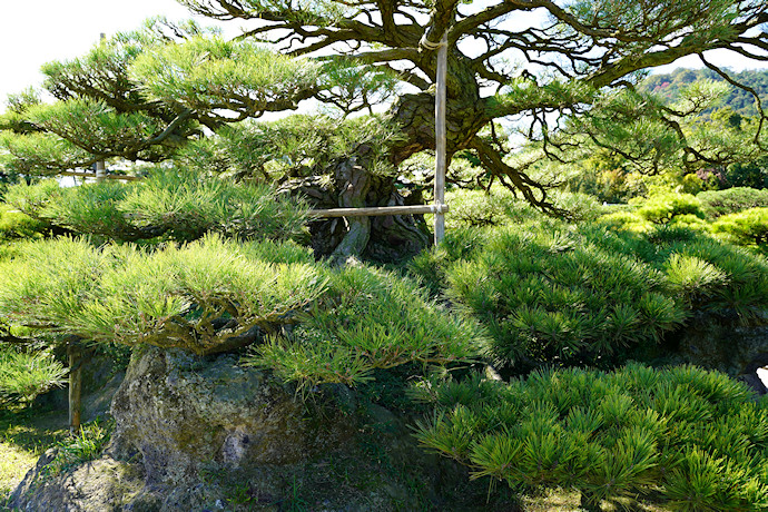 栗林公園の鶴亀松