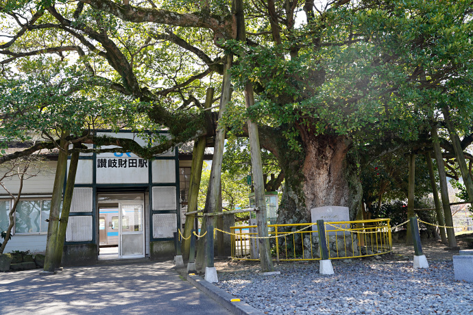 財田駅前のタブノキ