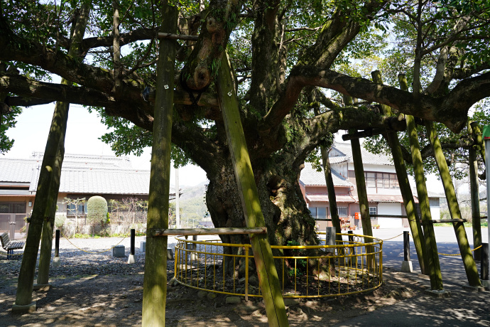 財田駅前のタブノキ