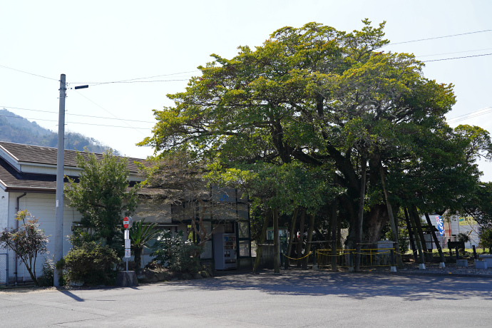 財田駅前のタブノキ