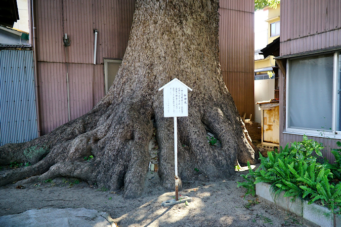 三社神社のクスノキ