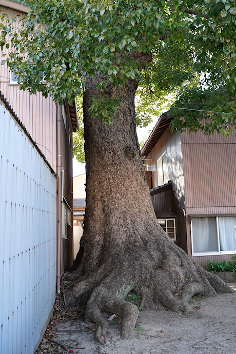 三社神社のクスノキ