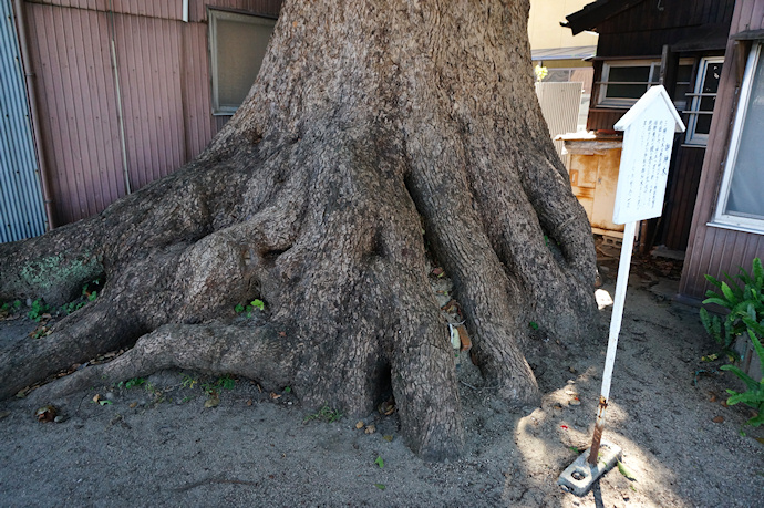 三社神社のクスノキ