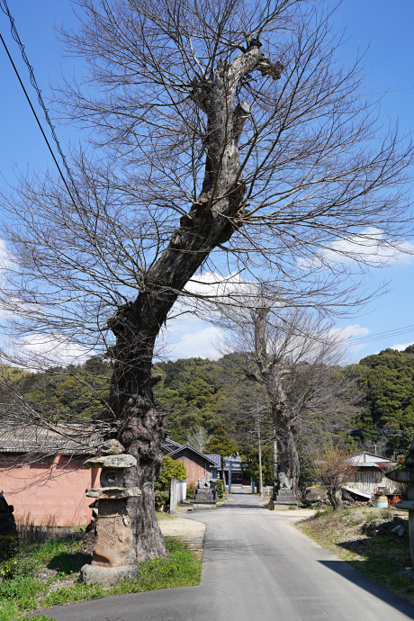 七箇春日神社のムクノキ（南）