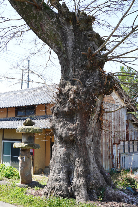 七箇春日神社のムクノキ（南）