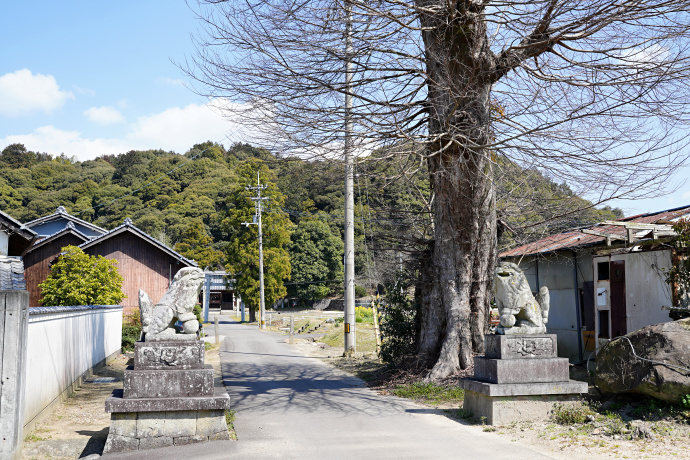 七箇春日神社のムクノキ（北）