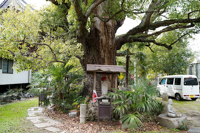 志度寺のクスノキ