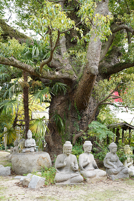 志度寺のクスノキ