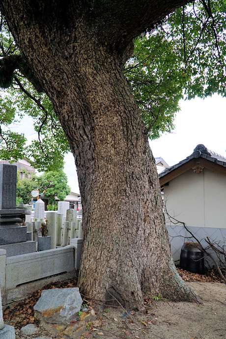 真覚寺のクスノキ