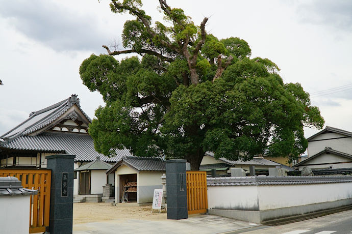 真覚寺のクスノキ