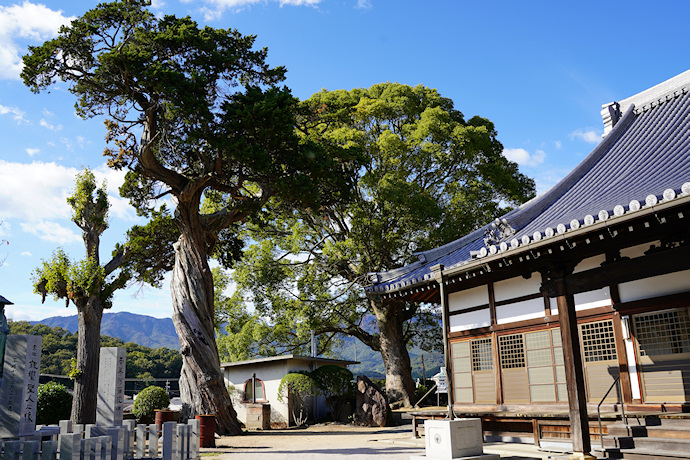 真光寺のシンパクとクスノキ