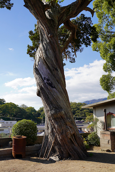 真光寺のシンパク