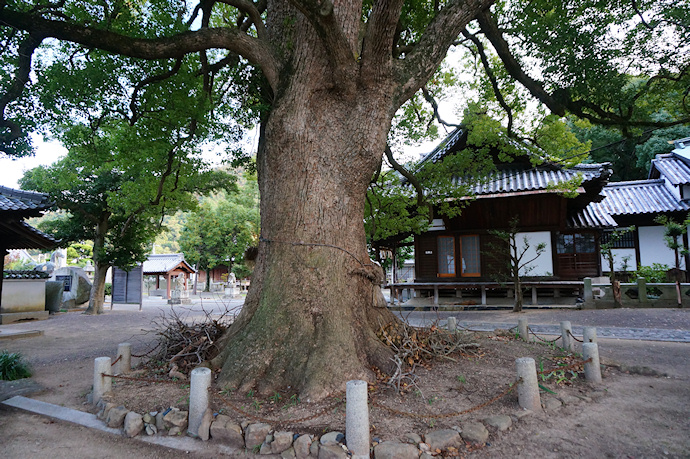 白峰宮のクスノキ