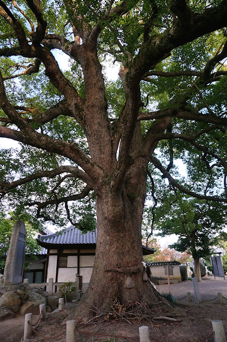 白峰宮のクスノキ