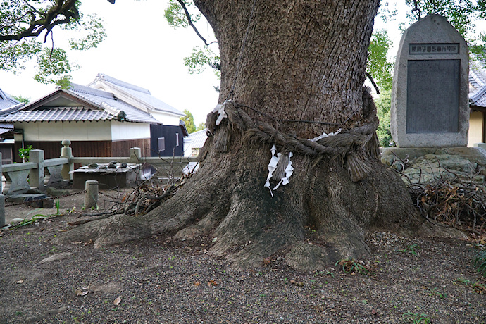 白峰宮のクスノキ