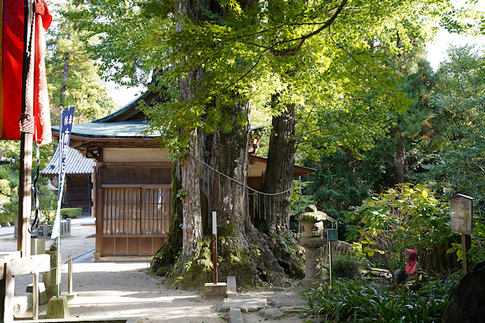 白峯寺のイチョウ