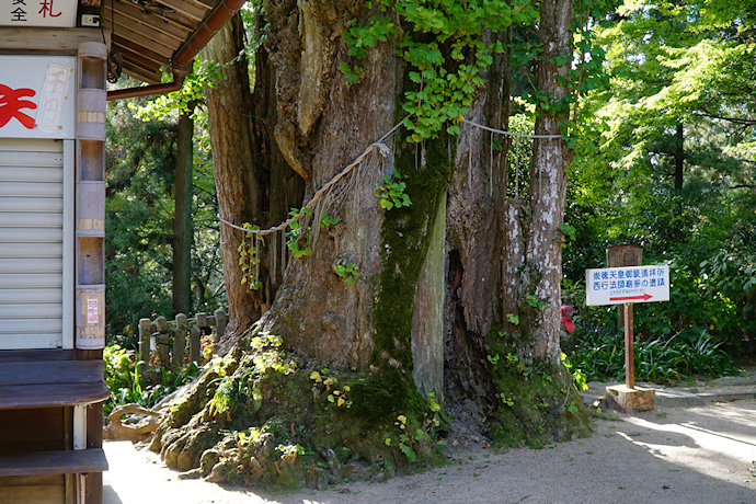 白峯寺のイチョウ