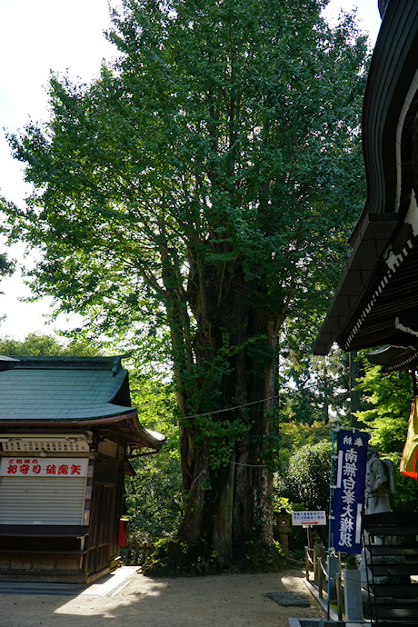 白峯寺のイチョウ