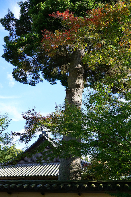 白峯寺のモミ