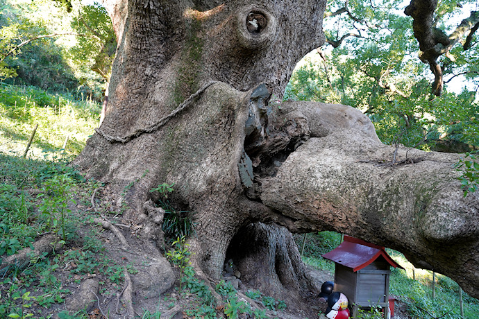 志々島の大楠