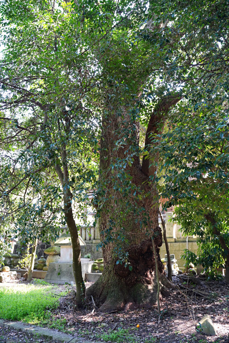 菅生神社社叢のクスノキ